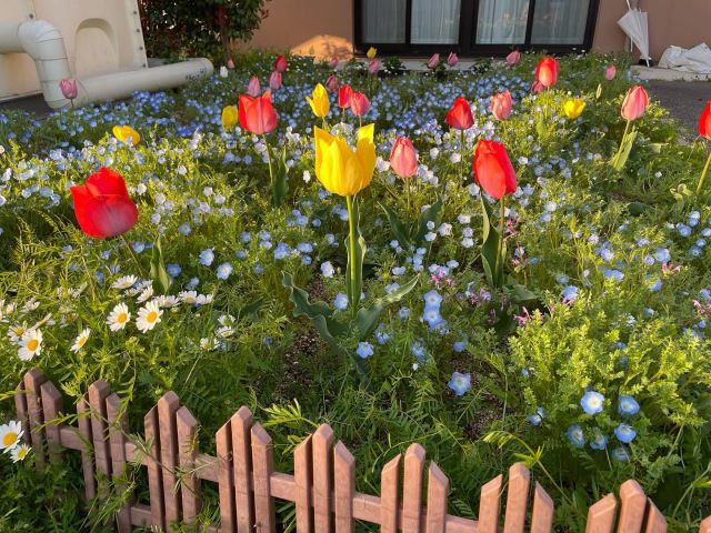 .
ここ数日の晴天で一気に季節が進み、お花達が元気いっぱいに咲いてくれています🌞

去年ネモフィラとノースポールだった畑に、今年はチューリップが加わりました🌞

これからしばらくの間、散歩や外気浴の目的になりそうです🌞

#特別養護老人ホーム　#高齢者　#高齢者施設　#介護士　#介護福祉士　#介護施設　#園芸療法　#作業療法士　#理学療法士　#看護師　#ケアマネ　#ケアマネジャー　#家庭菜園　#園芸　#農家　#畑　#滋賀県　#草津市　#琵琶湖　#プランター　#植木鉢　#ノースポール　#ネモフィラ　#ネモフィラ畑　#チューリップ　#チューリップ畑