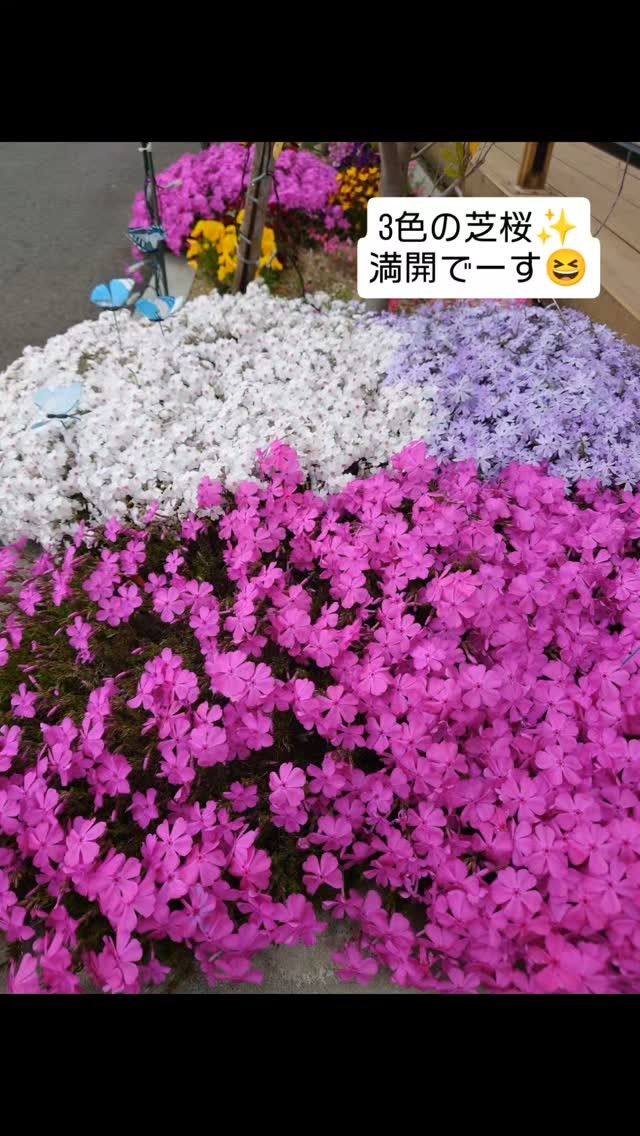 みなさまこんにちは☀️いつもイイねフォローありがとうございます✌️

昨日は最高気温29℃と本当に暑い1日でしたね💦💦
でも、天気が良かったのでえんゆうの郷の『芝桜』が一気に満開となりました🎉🎉

植えた時は本当に小さな苗でしたが、2年も経つとここまで立派になりました😍

ご入居者のお散歩コースにもなっており、みなさん立ち止まって鑑賞してくださいます😄😄

季節の花、これからも楽しんで下さいね😊

#芝桜 #特別養護老人ホーム #社会福祉士 #介護福祉士 #ケアマネジャー #管理栄養士 #理学療法士 #看護師 #生活相談員 #えんゆうマルシェ