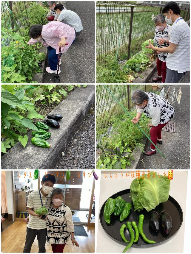 いつもいいね👍ありがとうございます。
デイサービスセンターなぎさです🐧

畑で育てていた野菜が大きく実ったので、ご利用者と一緒に収穫しました♪

立派に育った野菜たち『おいしくいただきました♪』😋

#デイサービスセンター
#畑
#野菜
#収穫
#やりがい
#役割
#自律支援