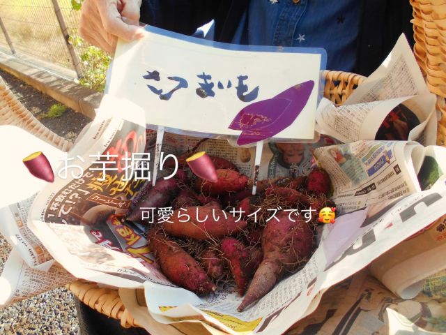 こんにちは☺️いつもいいね👍ありがとうございます😊
グループホームなぎさ🏠です。

11月に入り、日に日に涼しくなり秋を感じるようになってきましたね🍂
晴れた日に入居者様をお誘いし、畑のサツマイモを掘りにいきました🪏

小ぶりな芋でしたが、入居者様に見て頂くと「赤い芋やったら焼き芋にしたらおいしいな」とおっしゃいました🍠
これくらいの白い芋より赤い方が良いとおっしゃいました。
「小さい芋でも大丈夫、焼き芋にしたらいい」と焼き芋がお好きな様子でした。
ユニットに持ち帰り他の入居者様にも見てもらいましたが「可愛らしい芋やな」と目を細められ、たくさんの笑顔が見られました。
食欲の秋、みなさんでいただけるのが楽しみですね☺️✨

#グループホーム
#デイサービス
#草津市
#なぎさ
#お芋掘り
#お芋掘りのお芋