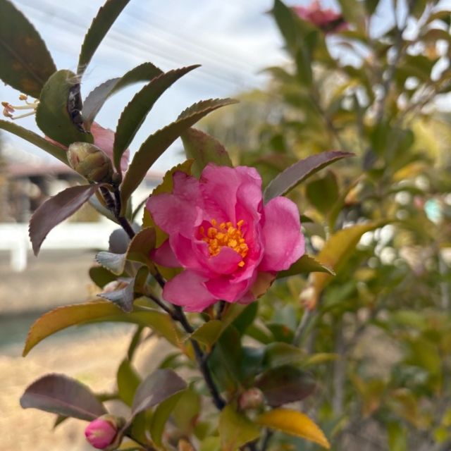 みなさまこんにちは😊いつもイイねありがとうございます！
　
今日はえんゆうの郷ケアマネジャーからの投稿です🎉
　
🔽🔽

こんにちは😃

えんゆうの郷の敷地内に咲くサザンカです🌺
　
花言葉は「ひたむきさ」や「困難に打ち勝つ」などで、寒さの中でもけなげに咲く姿が、こういった花言葉を生み出しているのかもしれないと言われています。
　
寒い日が続きますが、そっと彩りを添えてくれています。

ご面会の際に、ぜひご覧ください😊
#サザンカ #花言葉 #えんゆうの郷 #特別養護老人ホーム #ケアマネジャー