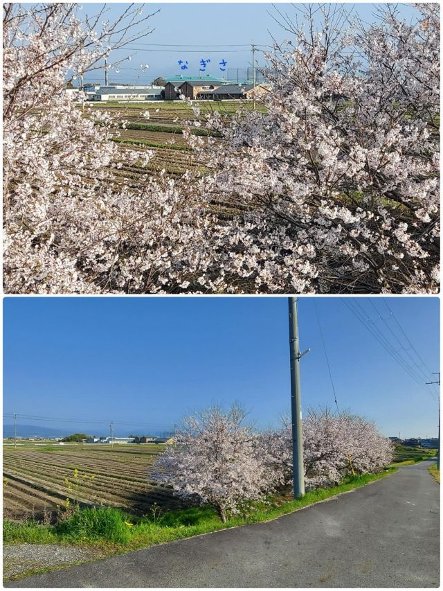 桜がきれいに咲きました🌸
満開の桜🌸を見ながら歩いていると、
ふと見上げると、その向こうには『なぎさ』の建物が。😃

春のあたたかさと、
変わらない安心に包まれて、
今日も穏やかな一日です🌸

春を感じながら、
皆さまと一緒に穏やかな時間を過ごしています😊

#デイサービス
#グループホーム
#春の風景
#桜
#ほっこり時間