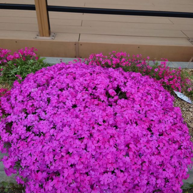 みなさまこんにちは☀️
今日はえんゆうの郷事務員さんの投稿です👍　

日増しに温かくなり、
外に出るのが楽しみになってきた今日この頃です。
　
入居者様もお天気が良い日には外に出て気持ちよさそうに春感じておられます。
　
満開に咲いた桜も葉桜となり、
えんゆうの郷の花壇では色鮮やかな芝桜が咲き入居者様や職員を喜ばせてくれています。
　　
5月に入れば藤の花、6月には紫陽花や菖蒲、
やはり花や自然は心を穏やかにしてくれます。
　
すぐに暑い夏が来てしまいますが、それまで暫くの間花を楽しめそうです。

#芝桜 #春の花 #えんゆうマルシェ #特別養護老人ホーム #事務職員