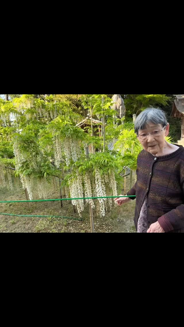 暖かくなり外出には良い季節になりました。
グループホーム下之郷では、藤の花観賞にお出掛けしてきました🎶

4月20日、一回目に観賞に行った時には、2名の入居者様をお連れしたのですが、
まだ花が小さく「早かったかな？」なんて話ながら、
いいお天気で心地良い日でしたので、椅子に座って景色と花を眺めておられました😊

その次、5月6日と7日にまだ行っておられない入居者様をお連れしたのですが💦💦

花のピークは過ぎて、少し枯れ始めていたとか😭😭

それでも、車で出掛ける事を喜んでくださり、車の窓から見える山を指して、「三上山やで〜」と
教えてくださったり、「家が増えたな〜」としみじみ話されたり、
（いつの頃と比べてくださったのかは不明ですが💦）楽しんでおられる様子でした。

皆様、気分転換され、心も体もリフレッシュされたようです。
これからも、素敵な笑顔が見られるような、外出を企画出来たらいいな〜と改めて思ったのでした💕
#グループホーム下之郷
#藤の花