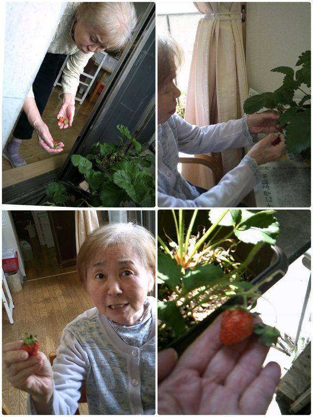 グループホームなぎさです。🏠
今日はベランダで育てていた「いちご」を収穫🍓
 
ご利用者様と一緒に「赤くなったね！」と楽しみながら摘み取りました。
その場で味見すると、「甘い！」「おいしい！」と笑顔いっぱい😊
毎日大切に育てた実が、こんなに甘く育っていて感動です。
季節を感じながら、みんなで楽しい収穫時間を過ごせました✨
 
#ベランダ菜園 #いちご収穫 #季節を楽しむ #利用者との時間 #
甘いいちご 日々の楽しみ 園芸活動 笑顔の時間